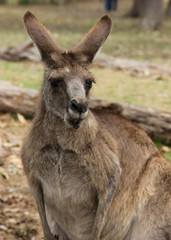 Naklejka na ściany i meble Close up of Kangaroo