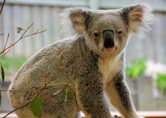 Close up of Koala