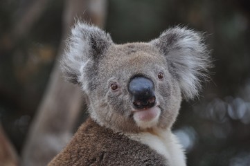 Curious koala 