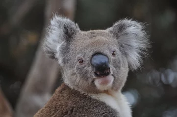 Wandcirkels aluminium Curious koala  © Caitlin