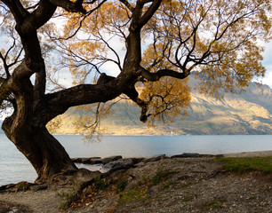 Autumn tree in New Zealand