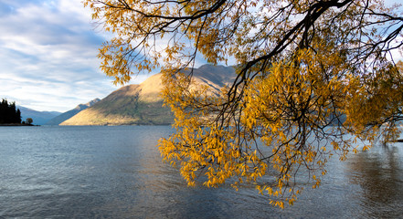 Autumn tree in New Zealand