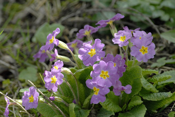 Fleurs colorées, France