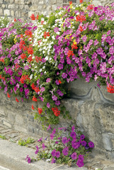 Fototapeta na wymiar Fleurs colorées en massif, France