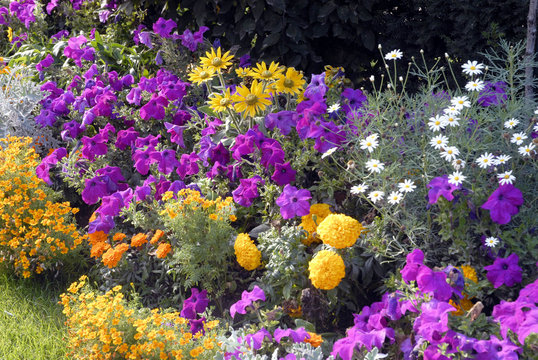 Fleurs colorées en massif, plate bande mauve et jaune, France