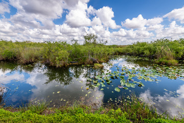 Placid Water in the Everglades