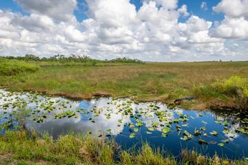 Sunny Day at the Everglades
