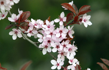 Fleurs colorées, France