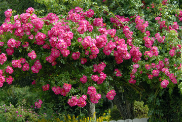 Fototapeta premium Rosier rose grimpant le long d'un mur, France