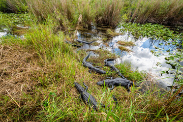 Alligators Sunning in the Everglades