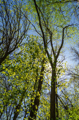 Skyward view of tall trees in the spring