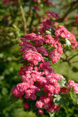 Aubépine rose, arbre ornemental, France