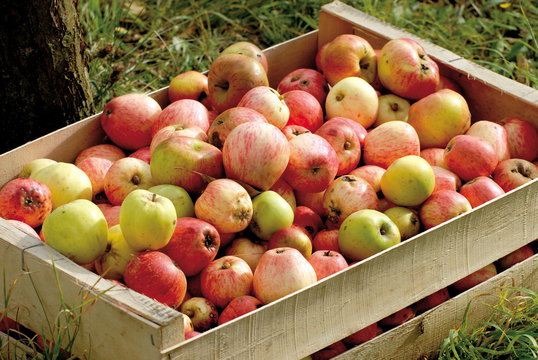 Pommes &agrave; cidre en cageot bois, Calvados, Normandie, France