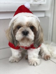 Santa dog
