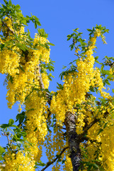 Cytise, arbre d'ornement jaune à grosses grappes, France