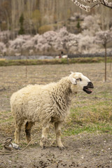 Obraz premium a sheep with softbackground of cheert blossum trees in Passu Village, Pakistan