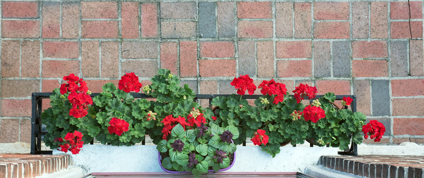 Aerial View of Red Geraniums in Window Box