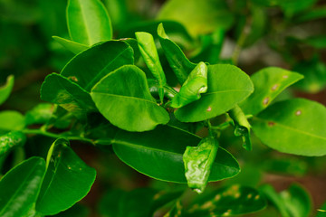 damage marked of citrus leafminer insect pest on lime leaf
