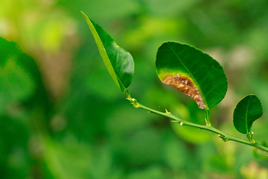 citrus canker on a lime leaf  is damage caused by low-quality of fruit
