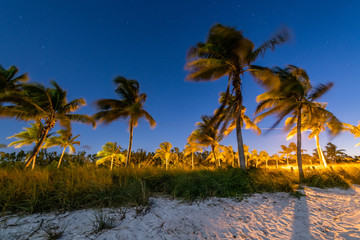 Palm Trees of Smathers Beach at Blue Hour