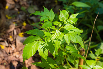 Fototapeta premium Closeup natural view of green leaf with copy space using as nature background or wallpaper.