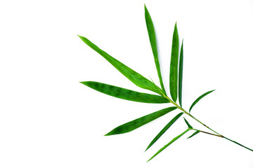 Close -up bamboo leaves on white background