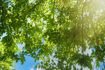 Fototapeta premium Sunlight shining through fresh green leaf in the morning at the forest.Nature background.