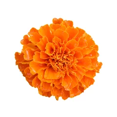 Küchenrückwand glas motiv Blumen beautiful orange marigold flower isolated on white background with clipping path