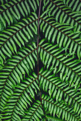 Fern leaves green background in nature