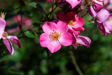 ピンク色のばら「ハイウェイローズ」の花のアップ	