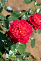 赤いばら「希望」の花のアップ