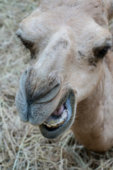 Closed up camel mouth and teeth lying on dried hay