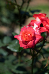 オレンジ色のばら「プリンセスミチコ」の花のアップ