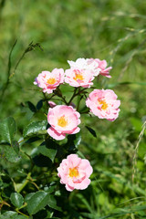 ピンク色のばら「サマーモルゲン」の花のアップ	