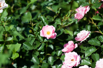 Fototapeta premium ピンク色のばら「サマーモルゲン」の花のアップ 