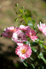 Fototapeta na wymiar ピンク色のばら「サマーウィンド」の花のアップ 