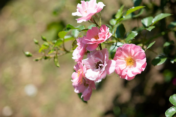 ピンク色のばら「サマーウィンド」の花のアップ	
