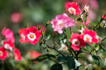 ピンク色のばら「ピンクメイディランド」の花のアップ	