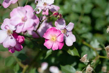 Fototapeta na wymiar ピンク色のばら「ラベンダードリーム」の花のアップ 