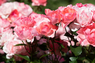 ピンク色のばら「ジャルダンドゥフランス」の花のアップ	