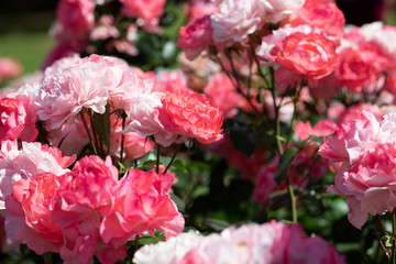 ピンク色のばら「ジャルダンドゥフランス」の花のアップ	