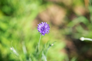 Obraz premium 紫色のヤグルマギクの花のアップ