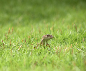 Lizard in the grass