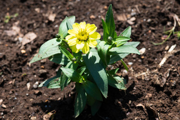 黄色いジニアの花