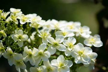 白いカシワバアジサイの花のアップ