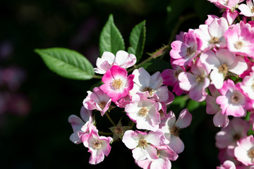 ピンク色のばら「モーツァルト」の花のアップ