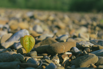 Plant and stones