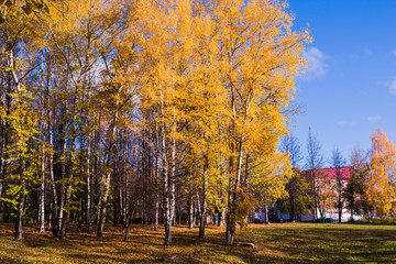 Fototapeta premium Tree wiht yellow leaves in autumn park
