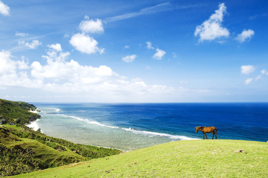 沖縄、与那国島の与那国馬