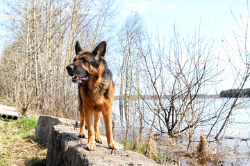 Dog German Shepherd near water in a sping day